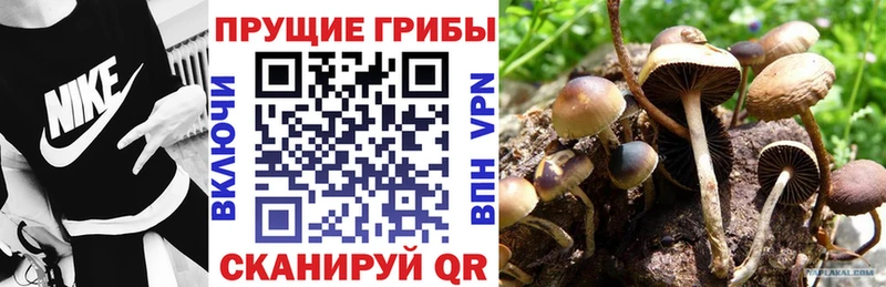 darknet формула  Няндома  Псилоцибиновые грибы мицелий 